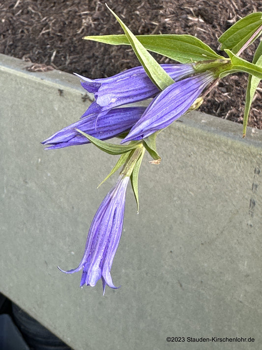 Gentiana asclepiadea