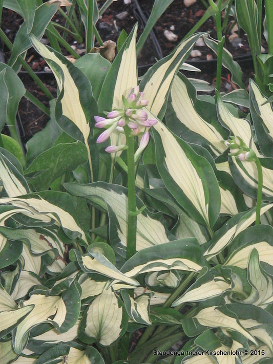 Hosta 'Little Caesar'