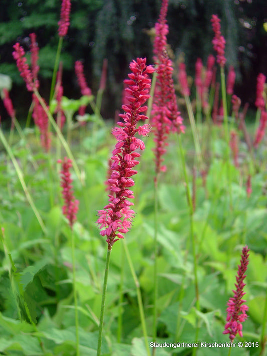 Bistorta amplexicaulis 'Atropurpureum'