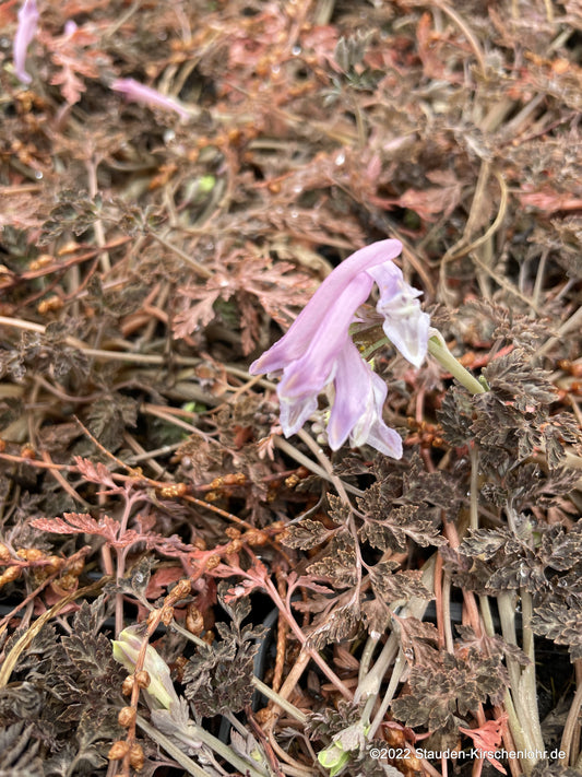 Corydalis petrophila