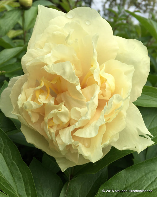Paeonia 'Sunny Girl'