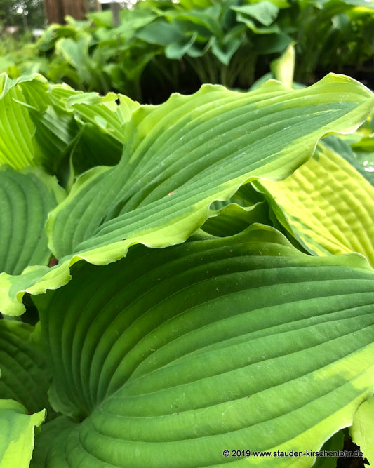 Hosta 'Spartacus'