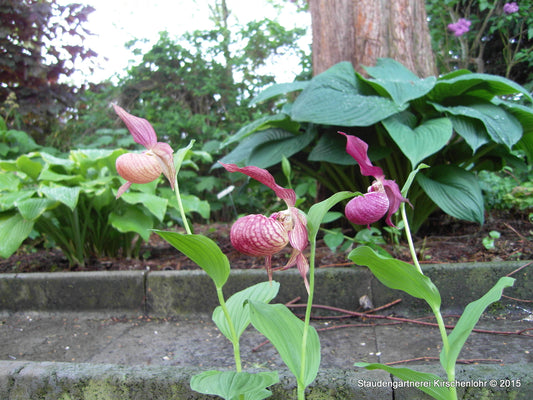 Cypripedium x ventricosum NIS