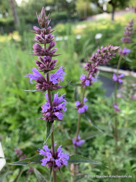 Agastache 'Purple Haze'