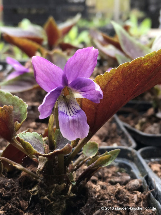 Viola 'Heartthorb‘