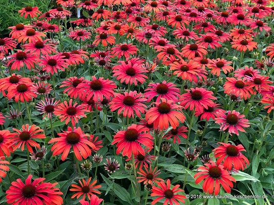 Echinacea 'Julia' ®