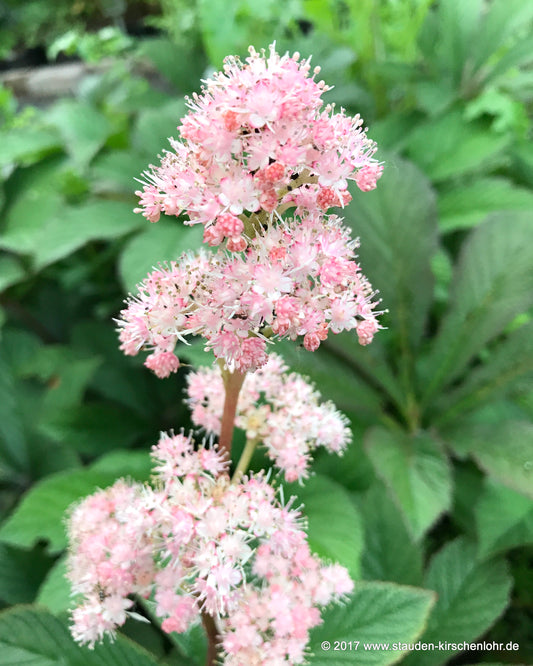 Rodgersia 'Die Stolze'