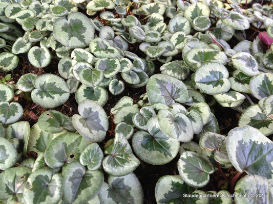 Cyclamen coum 'Something Magic' Klon TN