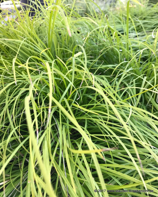 Carex montana