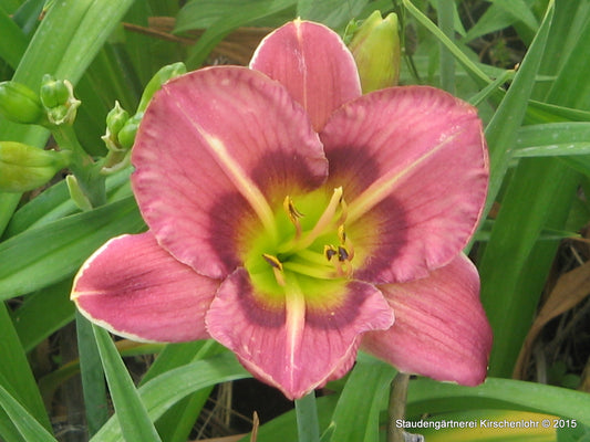 Hemerocallis 'Always Afternoon'