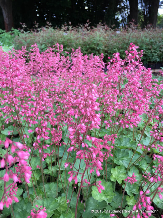 Heuchera 'Peppermint' ®