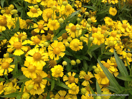 Helenium 'Sombrero' ®