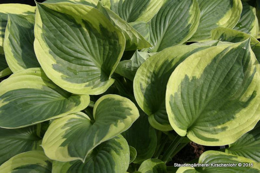 Hosta 'Twilight' ®
