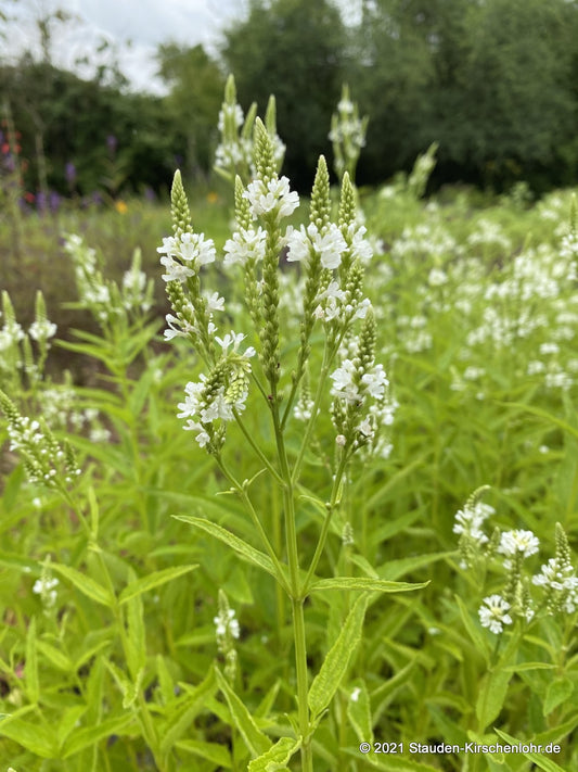 Verbena hastata 'Alba'