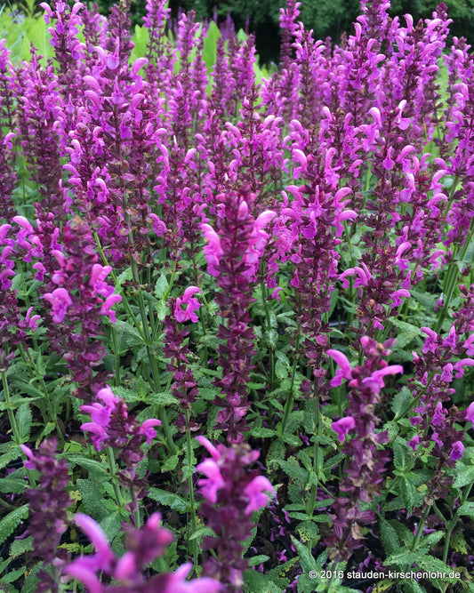 Salvia nemorosa 'Pink Friesland' ®