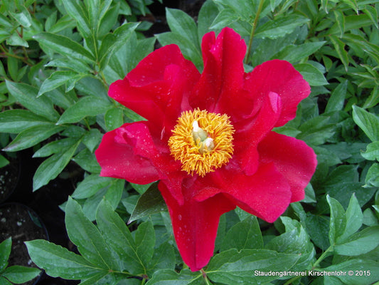Paeonia 'Blaze'