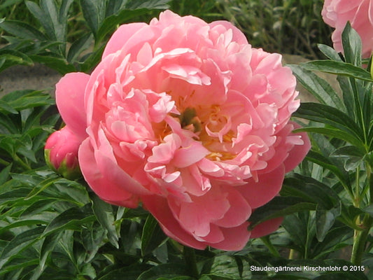 Paeonia 'Coral Charm'