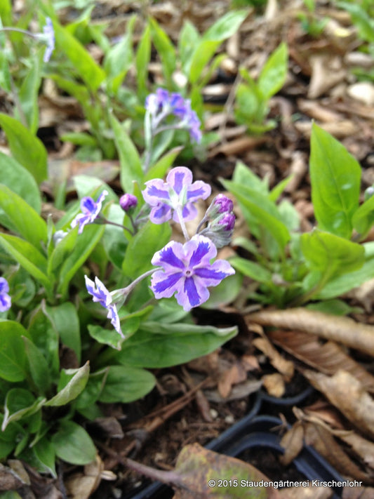 Omphalodes cappadocica 'Starrey Eye´s'