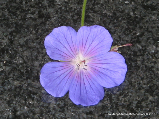 Geranium himalayense 'Die Sensation'