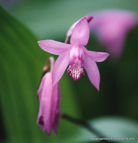 Bletilla striata