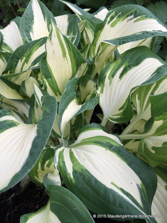 Hosta 'White Elephant'