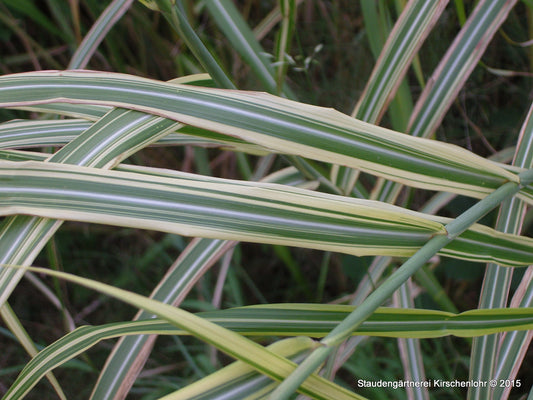 Miscanthus sinensis 'Goldfeder'