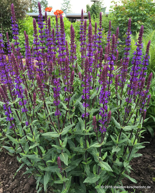 Salvia nemorosa 'Caradonna'