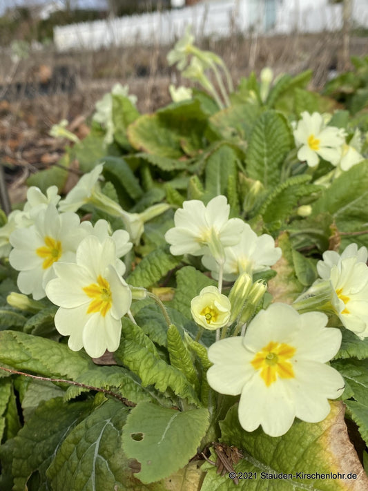 Primula vulgaris subsp. vulgaris