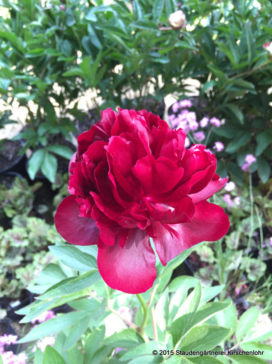 Paeonia 'Red Satin'