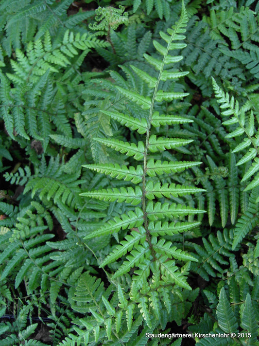 Dryopteris wallichiana