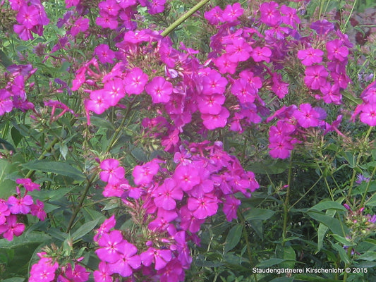 Phlox paniculata 'Turandot'
