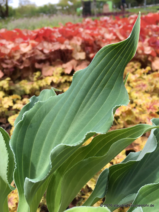 Hosta 'Restless Sea'