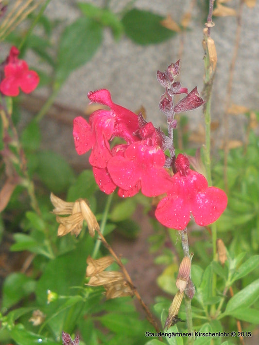 Salvia greggii (Typ Margit)