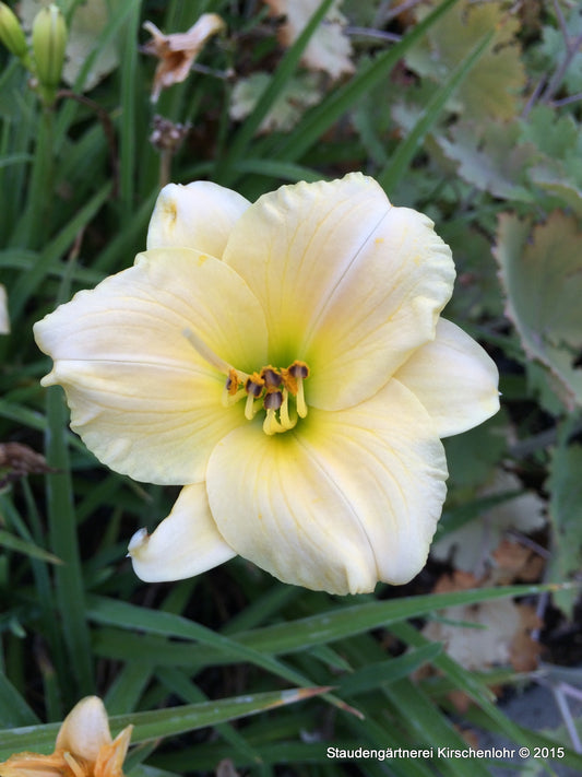 Hemerocallis 'Precious d´ Oro'