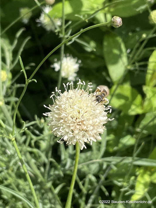 Cephalaria leucantha 'Villa Talla'  SCHM2016-37