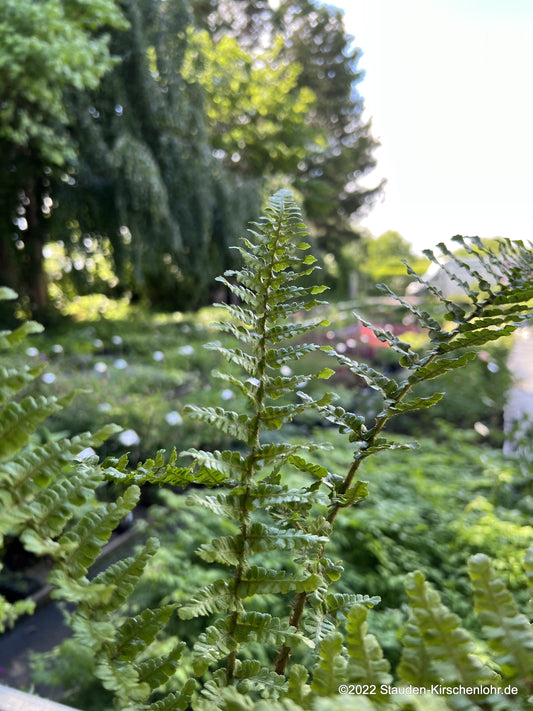 Dryopteris x complexa 'Stableri'  NIS