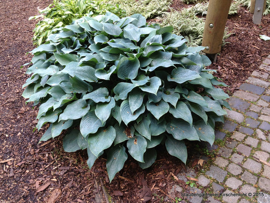 Hosta 'Halcyon'