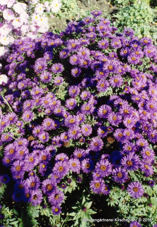 Symphyotrichum novae-angliae 'Purple Dome'
