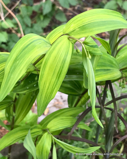 Polygonatum falcatum 'Goshikidai'