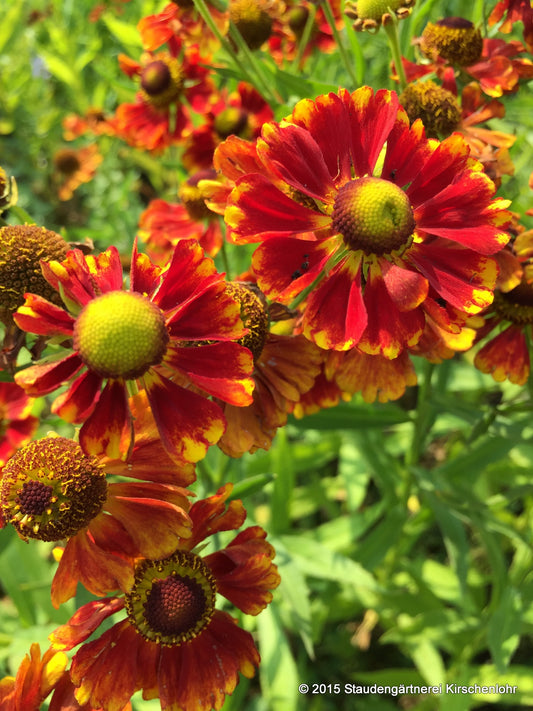 Helenium 'Ragamuffin'