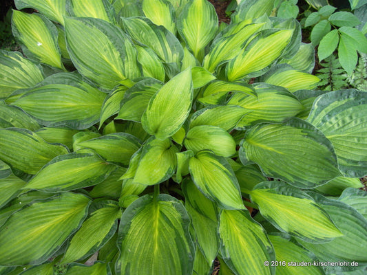 Hosta 'Something Different'