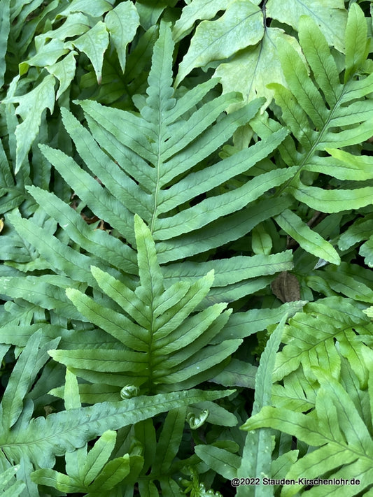 Polypodium cambricum