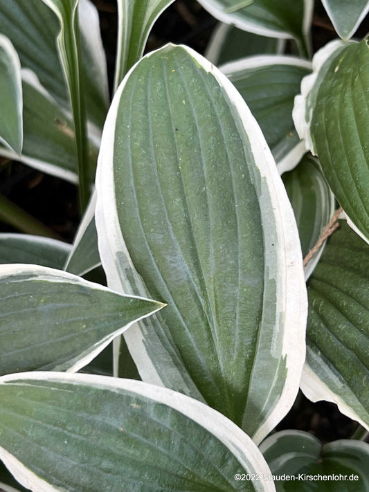 Hosta 'Ginko Craig'