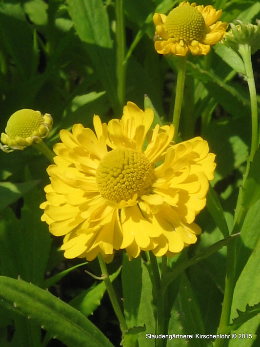 Helenium 'Double Trouble' ®