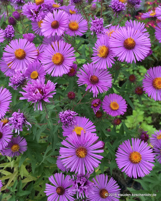 Symphyotrichum novae-angliae 'Herbstflieder'