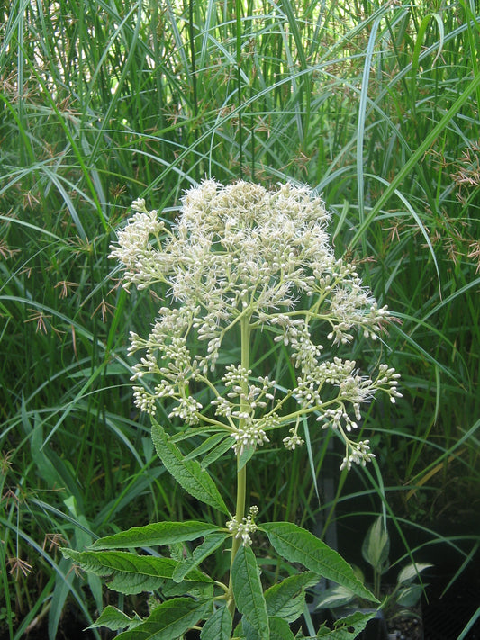 Eutrochium fistulosum 'Bartered Bride'(Eupatorium)