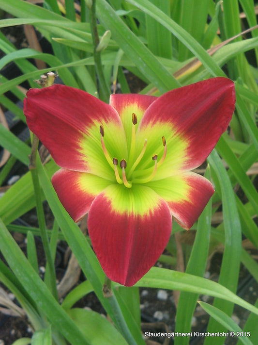 Hemerocallis 'Christmas Is'