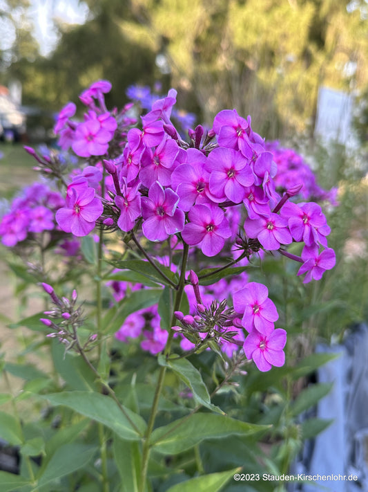 Phlox paniculata 'Christine'