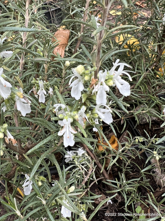 Salvia rosmarinus 'Blanc des Calanques'