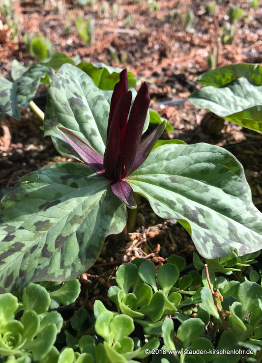 Trillium angustipetalum